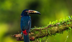 Preview wallpaper bird, colorful, feathers