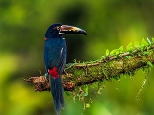 Preview wallpaper bird, colorful, feathers