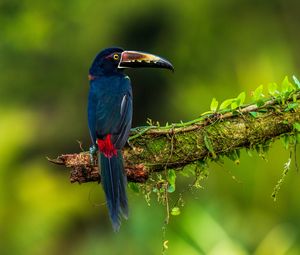 Preview wallpaper bird, colorful, feathers