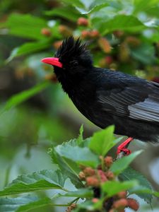 Preview wallpaper bird, crest, leaves