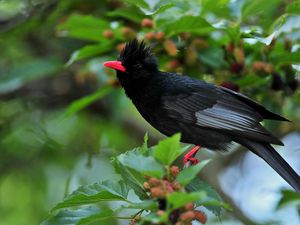 Preview wallpaper bird, crest, leaves