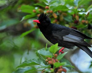 Preview wallpaper bird, crest, leaves