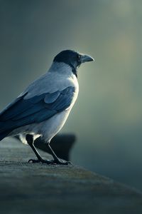 Preview wallpaper bird, crow, blurring