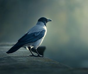 Preview wallpaper bird, crow, blurring