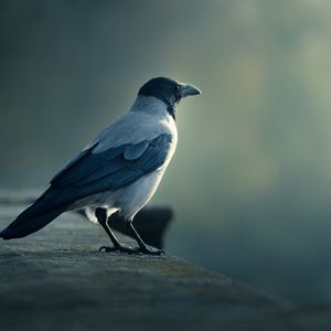 Preview wallpaper bird, crow, blurring