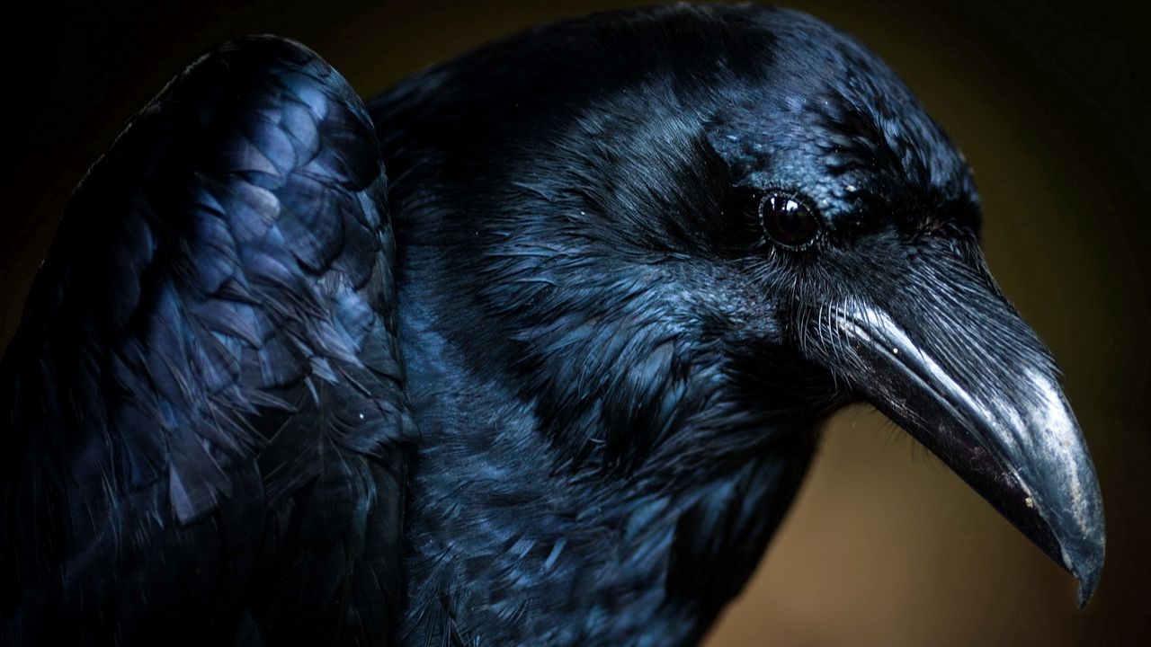 Wallpaper bird, crow, eye