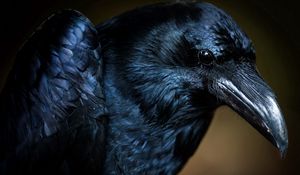 Preview wallpaper bird, crow, eye