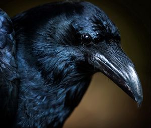Preview wallpaper bird, crow, eye