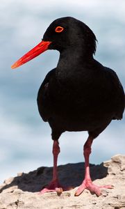 Preview wallpaper bird, dark, beak, gait