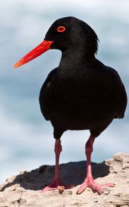 Preview wallpaper bird, dark, beak, gait