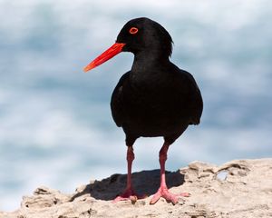 Preview wallpaper bird, dark, beak, gait