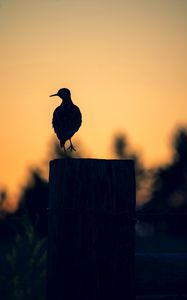 Preview wallpaper bird, dark, silhouette, post, twilight