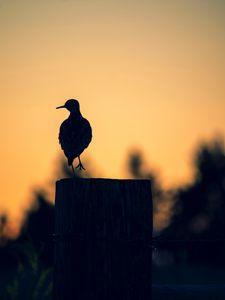 Preview wallpaper bird, dark, silhouette, post, twilight