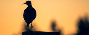Preview wallpaper bird, dark, silhouette, post, twilight