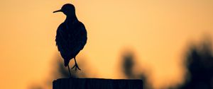 Preview wallpaper bird, dark, silhouette, post, twilight