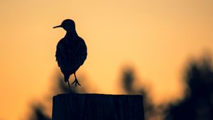 Preview wallpaper bird, dark, silhouette, post, twilight