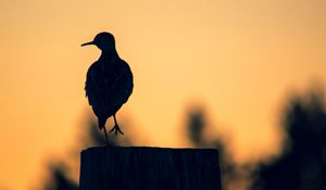 Preview wallpaper bird, dark, silhouette, post, twilight