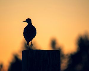 Preview wallpaper bird, dark, silhouette, post, twilight