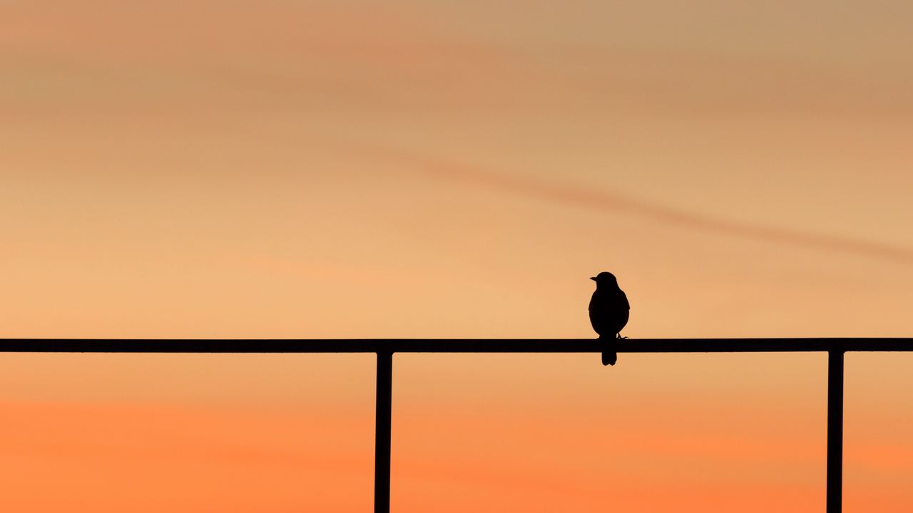 Wallpaper bird, dark, silhouette, minimalism