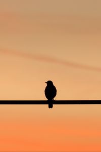 Preview wallpaper bird, dark, silhouette, minimalism