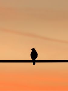 Preview wallpaper bird, dark, silhouette, minimalism
