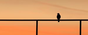 Preview wallpaper bird, dark, silhouette, minimalism