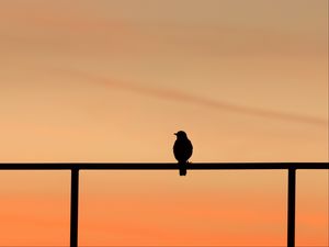 Preview wallpaper bird, dark, silhouette, minimalism