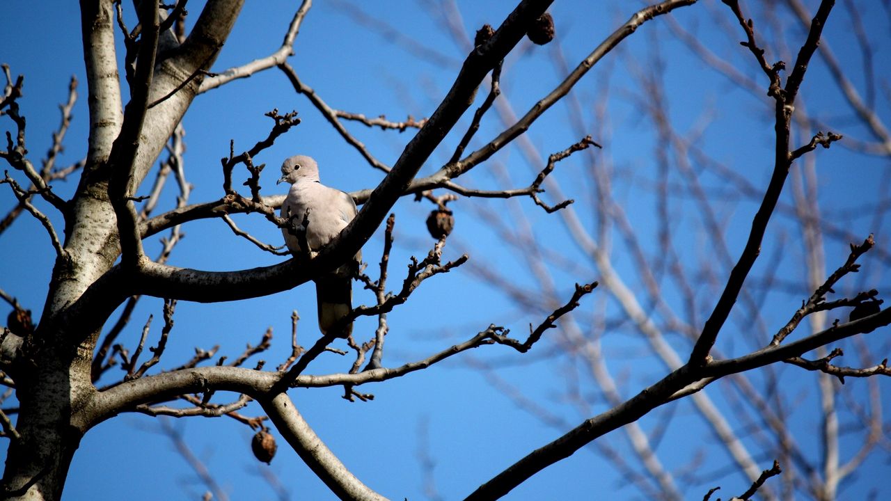 Wallpaper bird, dove, branch, sit, fall