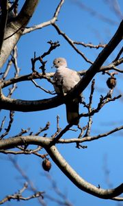 Preview wallpaper bird, dove, branch, sit, fall