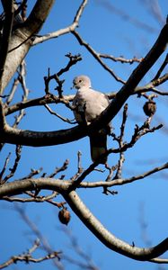 Preview wallpaper bird, dove, branch, sit, fall