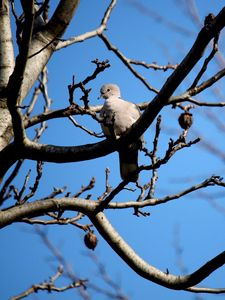 Preview wallpaper bird, dove, branch, sit, fall