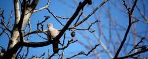 Preview wallpaper bird, dove, branch, sit, fall