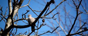 Preview wallpaper bird, dove, branch, sit, fall