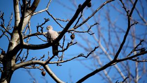 Preview wallpaper bird, dove, branch, sit, fall