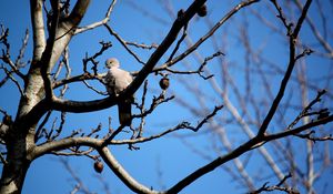 Preview wallpaper bird, dove, branch, sit, fall