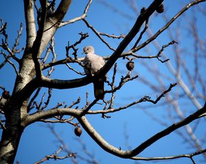 Preview wallpaper bird, dove, branch, sit, fall