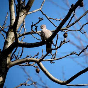 Preview wallpaper bird, dove, branch, sit, fall