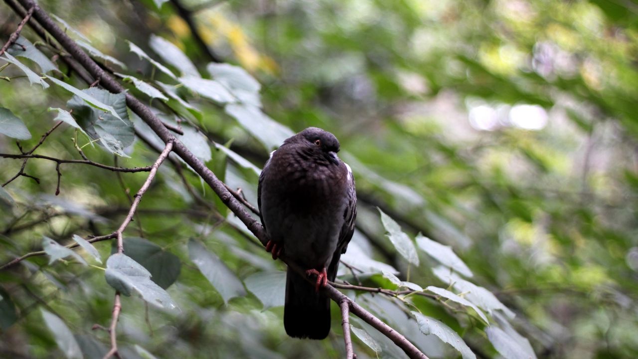 Wallpaper bird, dove, branches, leaves, glare, sit