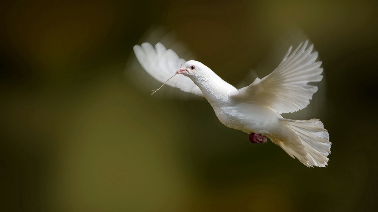 Wallpaper bird, dove, flap, wings, white dove