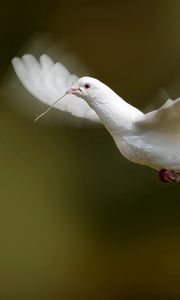 Preview wallpaper bird, dove, flap, wings, white dove