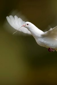 Preview wallpaper bird, dove, flap, wings, white dove