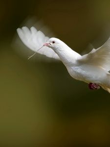 Preview wallpaper bird, dove, flap, wings, white dove