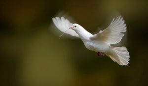 Preview wallpaper bird, dove, flap, wings, white dove