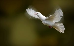 Preview wallpaper bird, dove, flap, wings, white dove