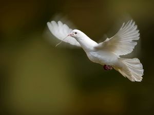 Preview wallpaper bird, dove, flap, wings, white dove