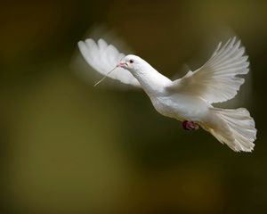 Preview wallpaper bird, dove, flap, wings, white dove