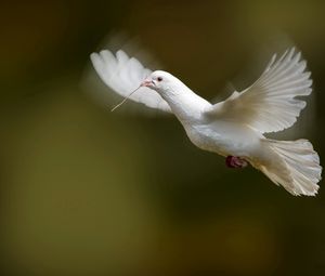 Preview wallpaper bird, dove, flap, wings, white dove