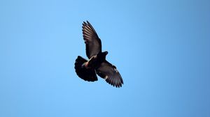 Preview wallpaper bird, dove, fly, sky