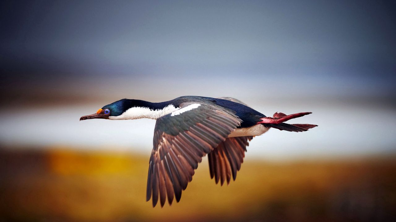 Wallpaper bird, duck, flight, blurred