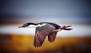 Preview wallpaper bird, duck, flight, blurred